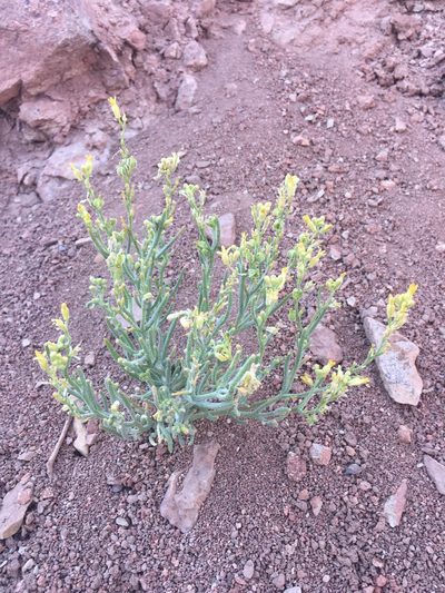 Menonvillea pinnatifida, photographed by Aira Francisca Faúndez Fallau