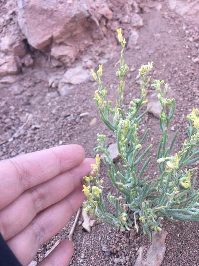 Menonvillea pinnatifida, photographed by Aira Francisca Faúndez Fallau