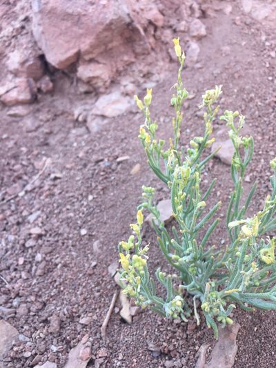 Menonvillea pinnatifida, photographed by Aira Francisca Faúndez Fallau