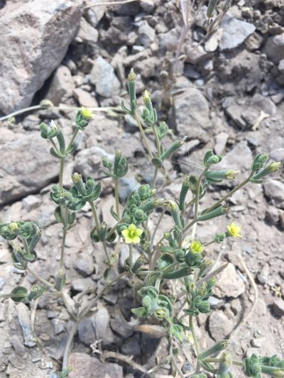 Mentzelia solieri, photographed by Aira Francisca Faúndez Fallau