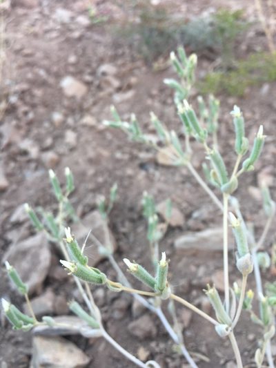 Mentzelia solieri, photographed by Aira Francisca Faúndez Fallau