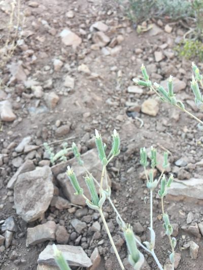 Mentzelia solieri, photographed by Aira Francisca Faúndez Fallau