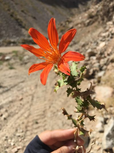 Mutisia cana, photographed by Aira Francisca Faúndez Fallau
