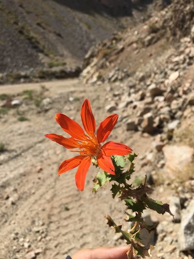 Mutisia cana, photographed by Aira Francisca Faúndez Fallau