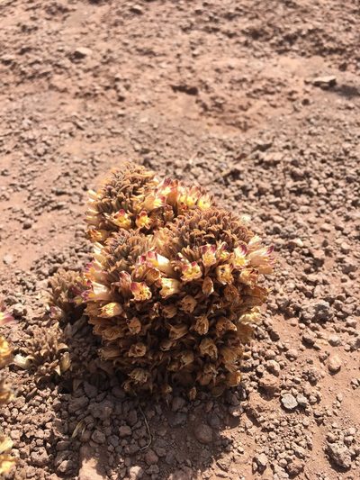 Orobanche chilensis, photographed by Aira Francisca Faúndez Fallau