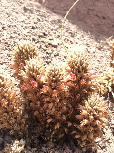 Orobanche chilensis, photographed by Aira Francisca Faúndez Fallau
