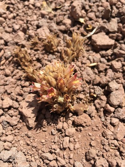 Orobanche chilensis, photographed by Aira Francisca Faúndez Fallau
