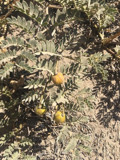 Pintoa chilensis, photographed by Aira Francisca Faúndez Fallau