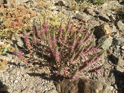 Pleurophora pungens, photographed by Aira Francisca Faúndez Fallau