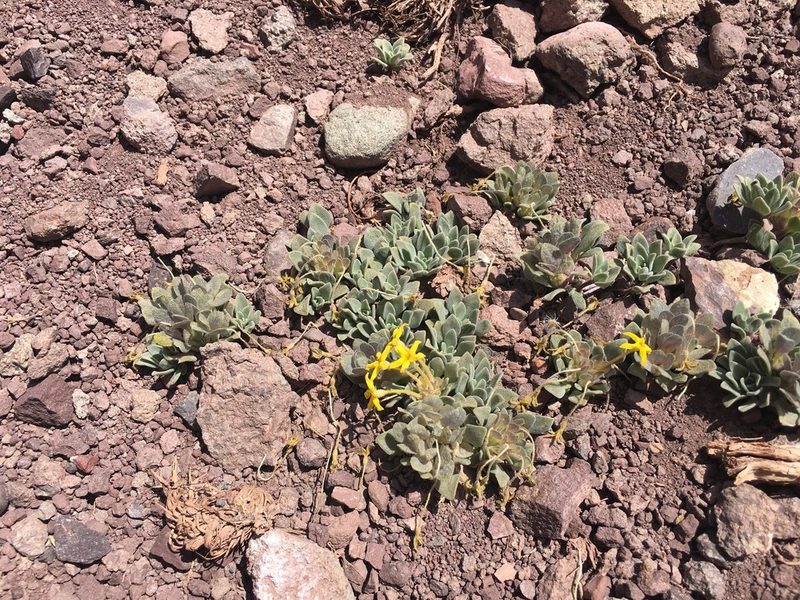 Cruckshanksia macrantha, photographed by Aira Francisca Faúndez Fallau