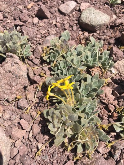 Cruckshanksia macrantha, photographed by Aira Francisca Faúndez Fallau