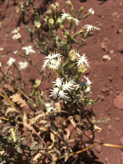 Schizopetalon rupestre, photographed by Aira Francisca Faúndez Fallau