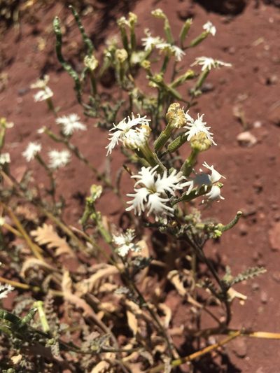 Schizopetalon rupestre, photographed by Aira Francisca Faúndez Fallau