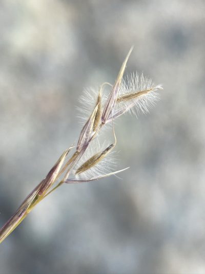 Eriocoma webberi, photographed by Matt Berger