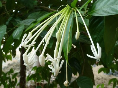 Posoqueria latifolia, photographed by Eduardo Chacón Madrigal
