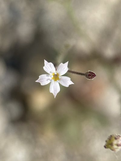 Aliciella triodon, photographed by Matt Berger