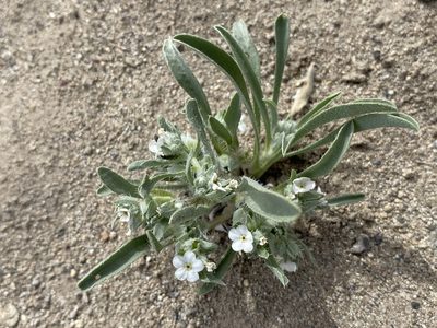 Oreocarya abortiva, photographed by Matt Berger
