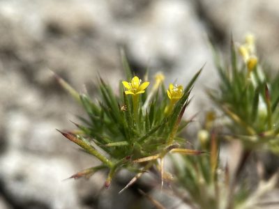 Navarretia breweri, photographed by Matt Berger