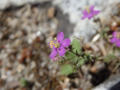 Spergularia purpurea, photographed by Carminda Santos