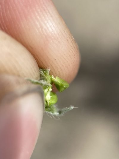 Oreocarya abortiva, photographed by Matt Berger