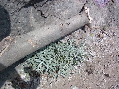 Sideritis taurica, photographed by Михаил Орлов