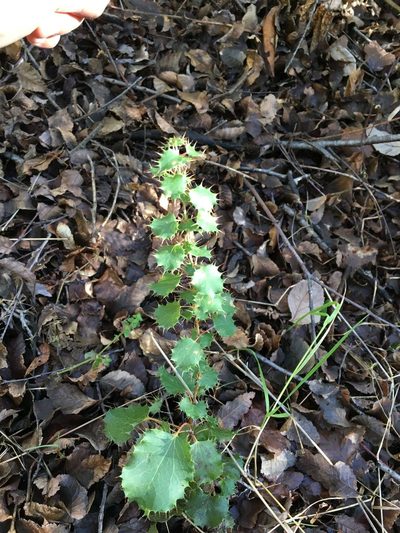 Berberis actinacantha, photographed by Aira Francisca Faúndez Fallau