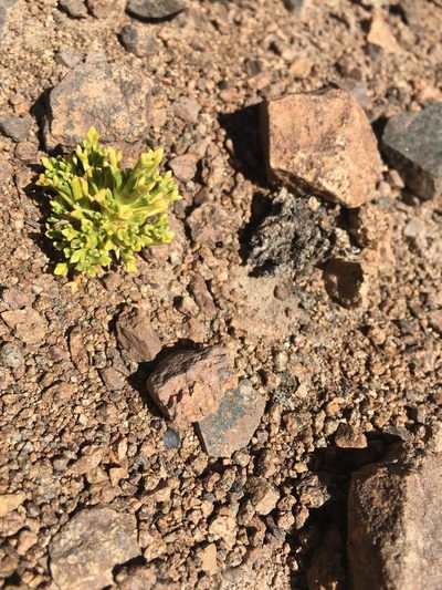 Azorella trisecta, photographed by Aira Francisca Faúndez Fallau