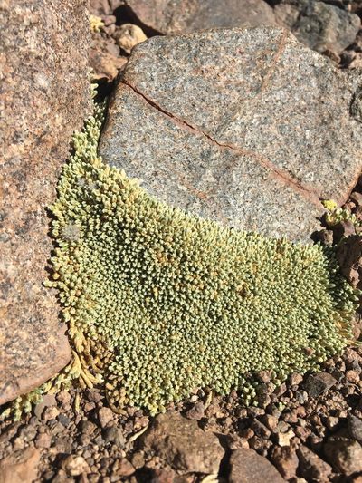 Pycnophyllum bryoides, photographed by Aira Francisca Faúndez Fallau