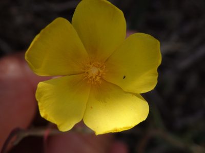 Tuberaria lignosa, photographed by Carminda Santos