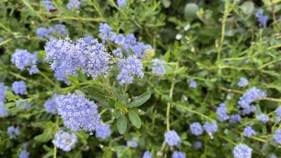 Ceanothus parvifolius, photographed by Brendan Black