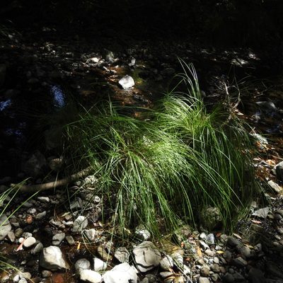 Carex nudata, photographed by Daniel Levitis