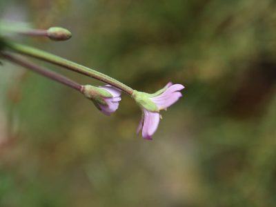 Epilobium collinum, photographed by Tero Linjama