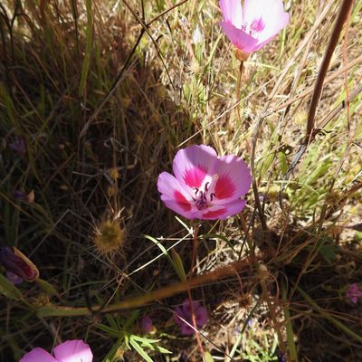 Clarkia amoena, photographed by Daniel Levitis