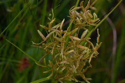 Cyperus lecontei, photographed by Jessica