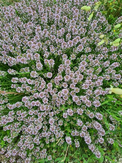 Thymus kosteleckyanus, photographed by Jacek Pietruszewski