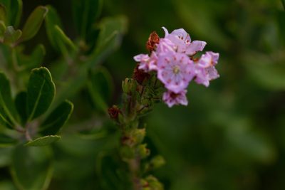 Kalmia hirsuta, photographed by Jessica