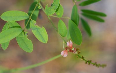 Indigofera caroliniana, photographed by Jessica