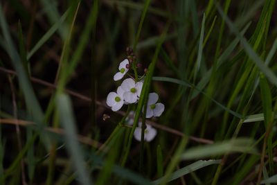 Sagittaria graminea, photographed by Jessica