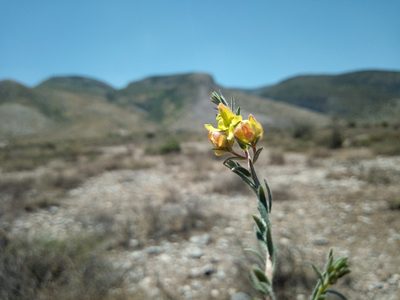 Krameria pauciflora, photographed by Leticia Jiménez Hernández