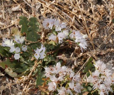 Limonium lobatum, photographed by wendy_moore