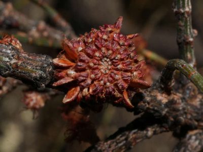 Allocasuarina luehmannii, photographed by wendy_moore