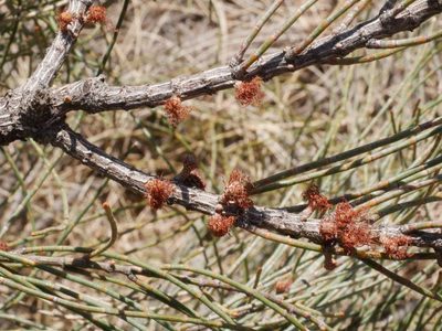 Allocasuarina luehmannii, photographed by wendy_moore