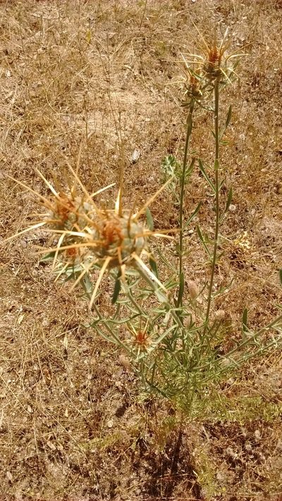 Centaurea ornata, photographed by ARBA Tres Cantos