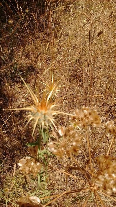 Centaurea ornata, photographed by ARBA Tres Cantos