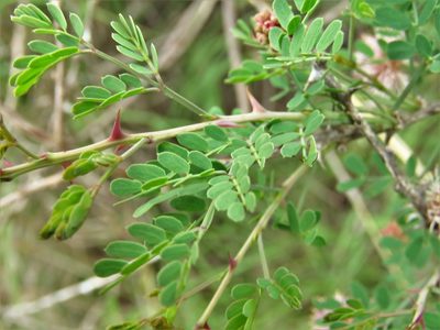 Mimosa borealis, photographed by Annika Lindqvist