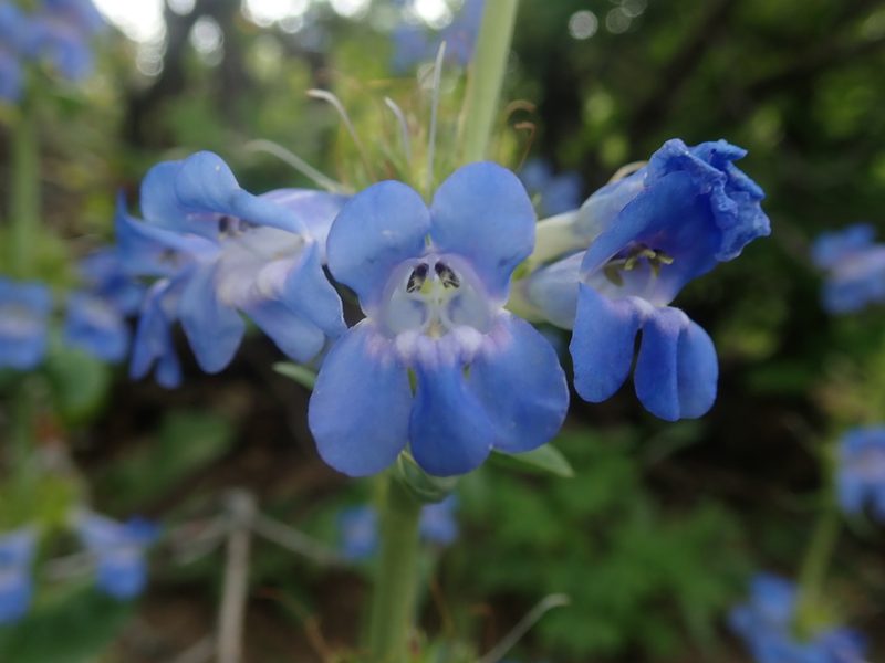 Penstemon cyananthus, photographed by Mitch Van Dyke