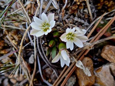 Lewisia nevadensis, photographed by Erica Krimmel