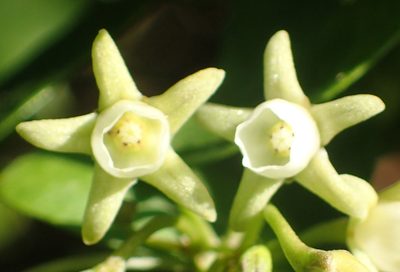 Cynanchum ellipticum, photographed by Nicola van Berkel