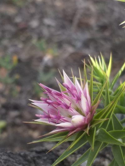 Macledium relhanioides, photographed by kevin koen