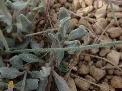 Eriogonum brevicaule, photographed by Mitch Van Dyke